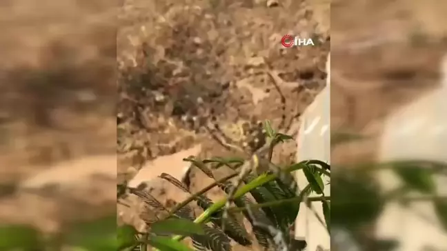 Elazığ'da Dünyanın En Zehirli Örümceklerinden Loblu Örümcek Görüldü