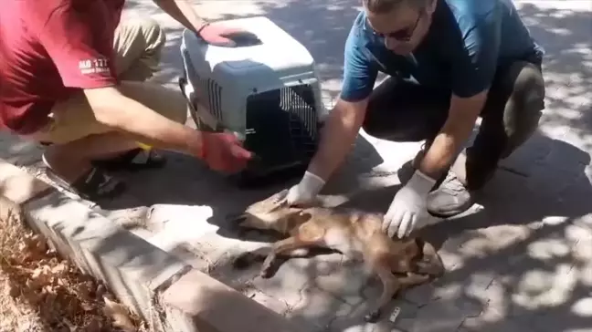 Yaralı Çakal, Doğa Koruma Ekipleri Tarafından Kurtarıldı