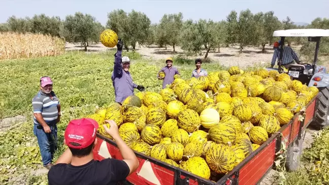 Kırkağaç Kavunu Kış İçin Depolanmaya Başlandı