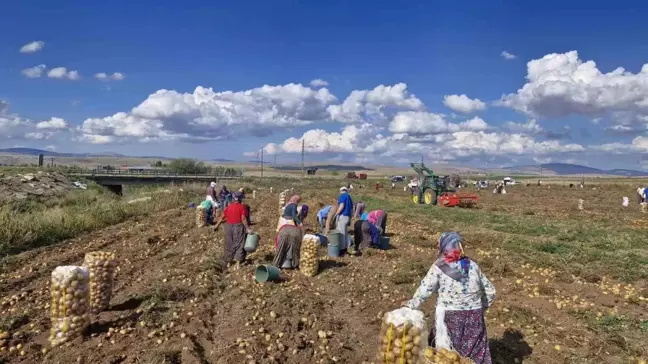 Çorumlu Çiftçi Patateslerini Ücretsiz Dağıttı