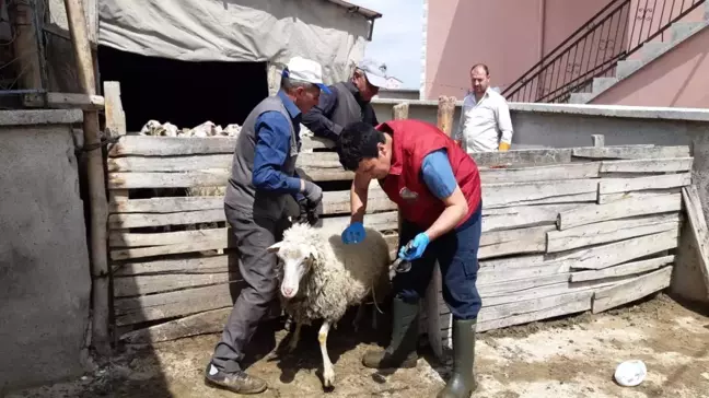 Afyonkarahisar'da Küçükbaş Hayvanlara Aşı Uygulaması Yapıldı