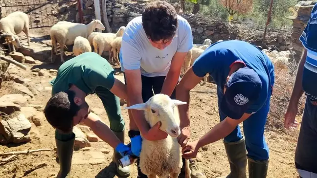 Aydın'da Küçükbaş Hayvanlara Aşı Uygulaması