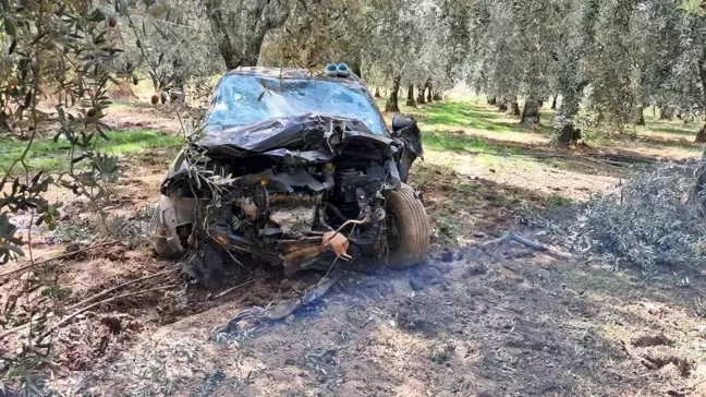 Kontrolden Çıkan Otomobil Zeytin Ağaçlarını Biçti