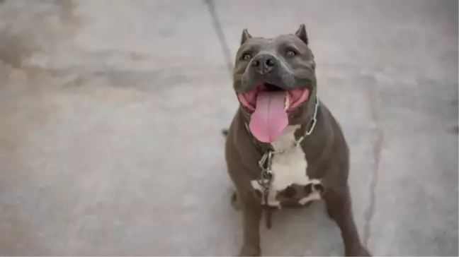 Pitbull neden saldırır, öldürür mü? Pitbull beslemek yasak mı?