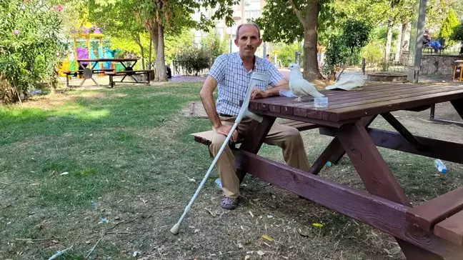 Bedensel Engelli Ahmet Güney'den Sakat Güvercine Eşsiz Bağ