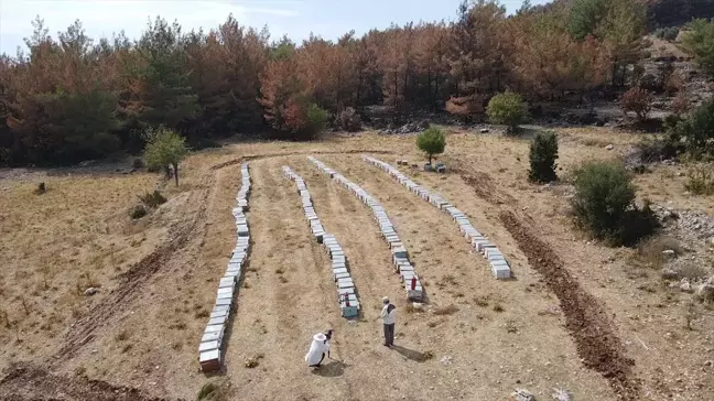 Muğla'daki Yangında Arıcılar Kovanlarını Kurtardı