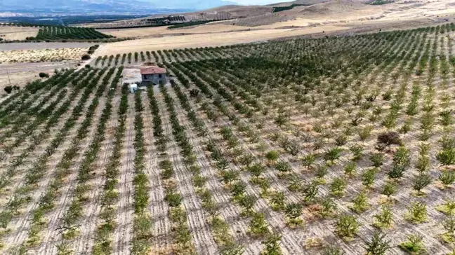 Malatyalı Çiftçi Alternatif Tarım ile Badem Üretiminde Rekor Kırdı