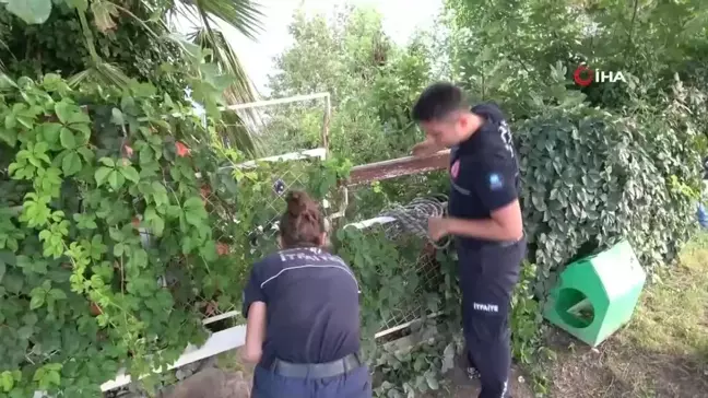 Antalya'da paraşütçü ağaçta takıldı, ekipler alarma geçti