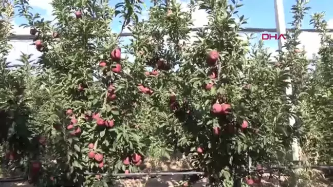 Isparta'da Elma Hasadı Başladı: Rekolte Beklentisi Düşüyor