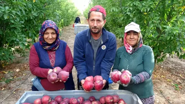 Isparta'da Elma Hasadı Başladı: 1 Milyon Ton Rekolte Bekleniyor