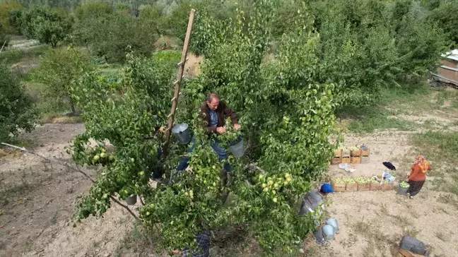 Çubuk'ta Kışlık Armut Hasadı Başladı