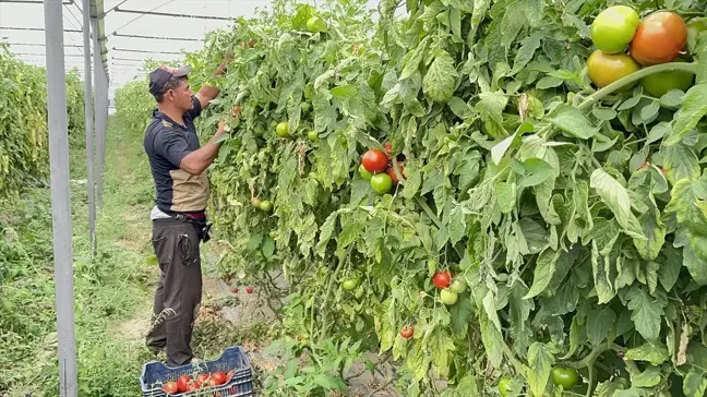 Isparta'da Domates Hasadı Yüzde 85 Tamamlandı, İhracat Devam Ediyor