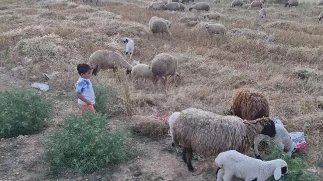 Osmaniye'de Mavi Dil Hastalığı Nedeniyle Karantina Uygulaması Başlatıldı