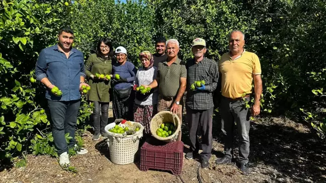 Mersin'de Limon Hasadı Başladı, İhracat Yolu Açıldı