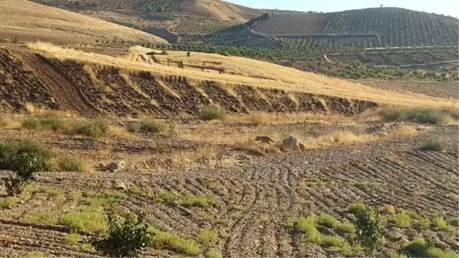 Adıyaman'da Nesli Tehlike Altındaki Çizgili Sırtlan Görüntülendi