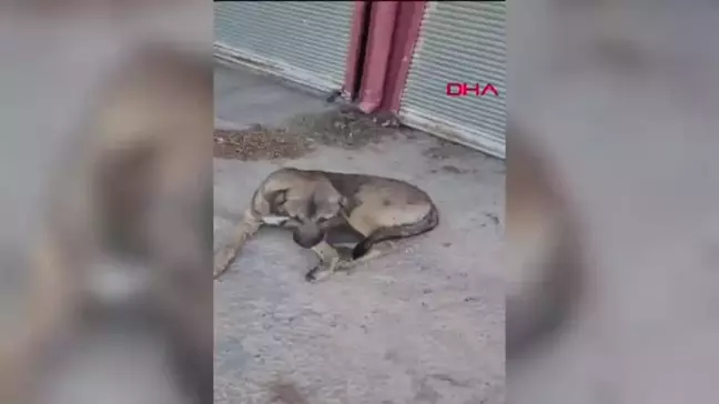 Kızıltepe'de Sokak Köpeğinin Ayağı Alçıya Alındı