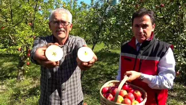 Amasya Misket Elması Hasadı Başladı