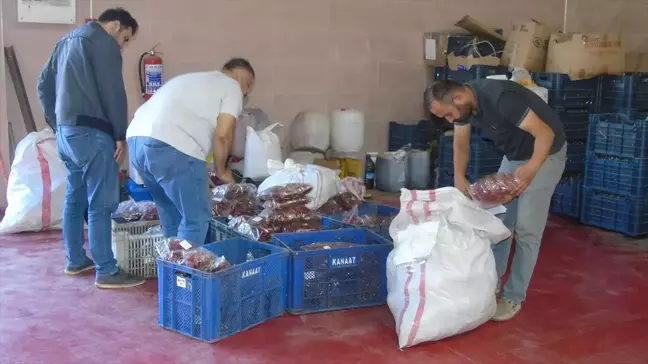 Gaziantep ve İslahiye Belediyeleri Çiftçilere Biber Alımına Başladı