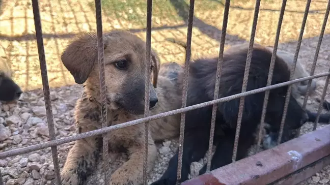 Elazığ'da Dünya Hayvanları Koruma Günü Etkinliği