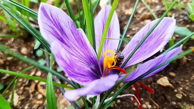 Dünyanın En Pahalı Baharatı Safran, Karabük'te Çiçek Açmaya Başladı