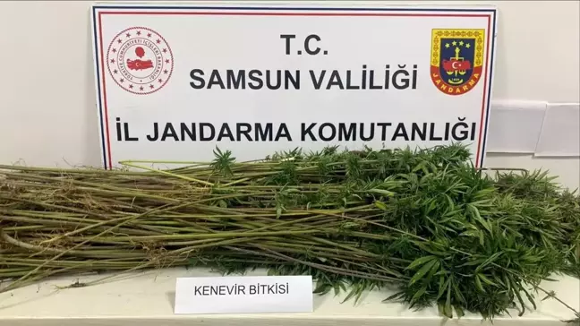 Samsun'da Kenevir Ekimi Yapan 3 Kişi Gözaltına Alındı