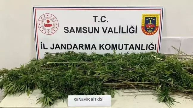 Samsun'da 304 Kök Kenevir Ele Geçirildi