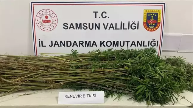 Samsun'da Kenevir Operasyonu: 285 Kök Ele Geçirildi