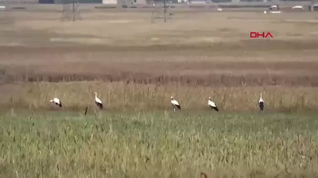 Yüksekova'da Leylekler Kışın da Yuva Yaptı