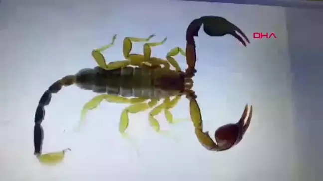 Yeni Bir Akrep Türü Keşfedildi: Euscorpius gulhanimae