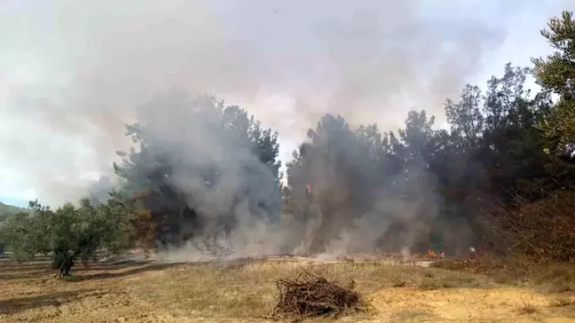 Mudanya'da Orman Yangını Kontrol Altına Alındı