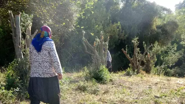 Andırın'da Zeytin Bahçesi Tartışması: Kadınlara Saldırdı