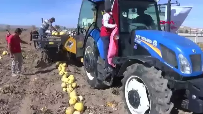 Nevşehir'de Kabak Çekirdeği Hasadı Başladı