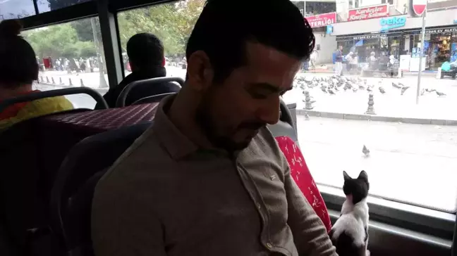 Taksim'de Sevimli Kedi Yolculuğu