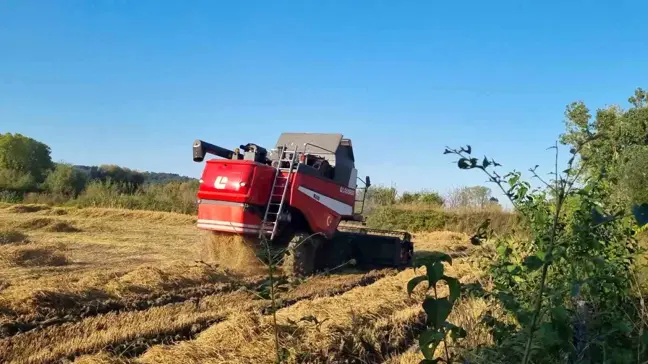 Sinop'ta Çeltik Hasadı Başladı: Üreticiler Verimden Memnun