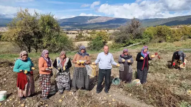 Kütahya'nın Muratlı Köyü'nde Patates Üretimi Artıyor