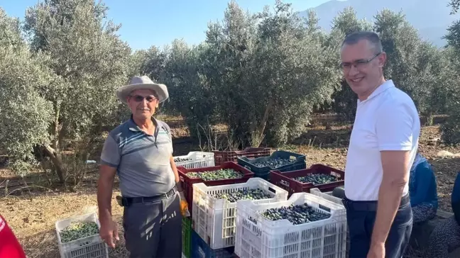 Fethiye Kaymakamı Zeytin Hasadına Katıldı: Üretimin Önemi Vurgulandı