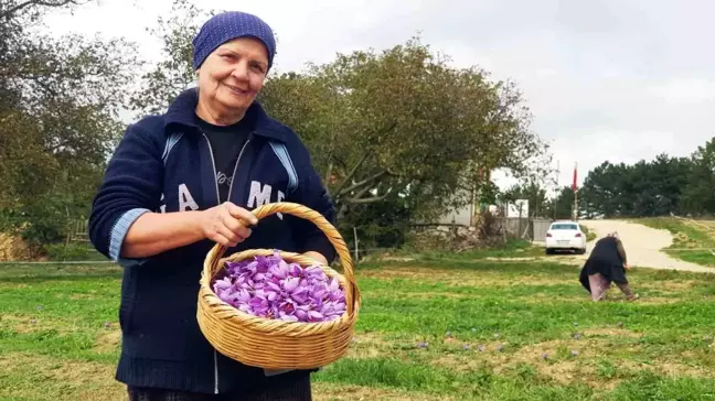 Safranbolu'da Pahalı Baharat Safranın Çiçeklenmesi Artıyor