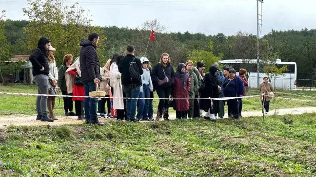 Safranbolu'da Safran Hasadı İçin Yoğun İlgi