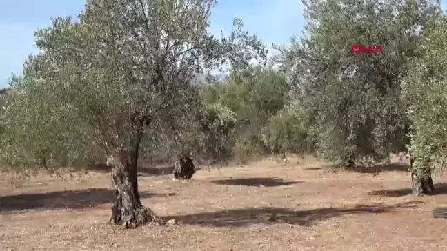 Kuraklık Zeytin Üretimini Olumsuz Etkiliyor