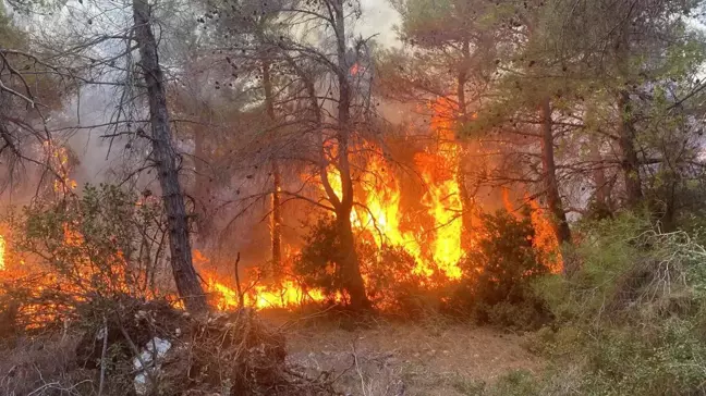 Çanakkale'de Orman Yangını: Müdahale Devam Ediyor