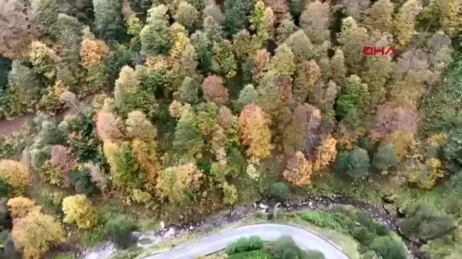 Doğu Karadeniz'de Sonbahar Renk Cümbüşü Oluşturdu