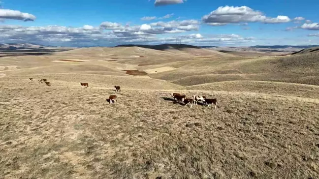 Sivas'ta Kaybolan Büyükbaş Hayvanlar Dron ile Bulundu