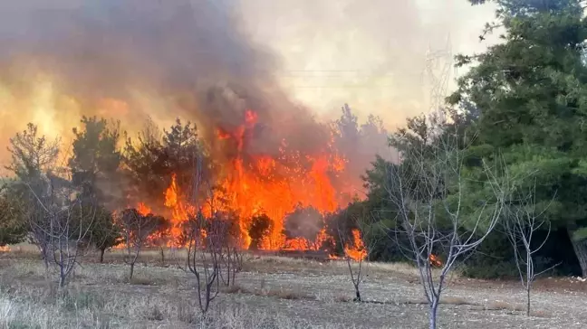 Çanakkale'de Bahçe Temizliği Sırasında Çıkan Orman Yangını: 2 Gözaltı