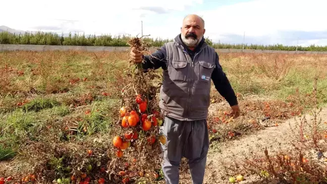 Van'da Dondurucu Soğuklar Tarımı Vurdu: Çiftçiler Mağdur