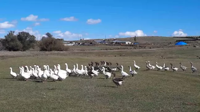 Kars'ta Kazlar Kesim Öncesi Besiye Alındı