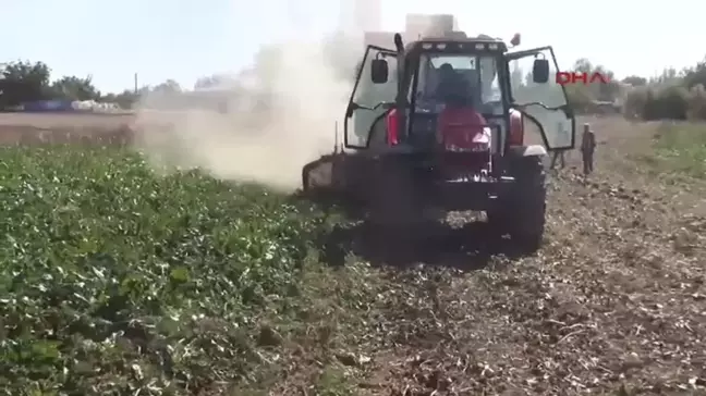 Kahramanmaraş'ta Şeker Pancarı Hasadı Başladı