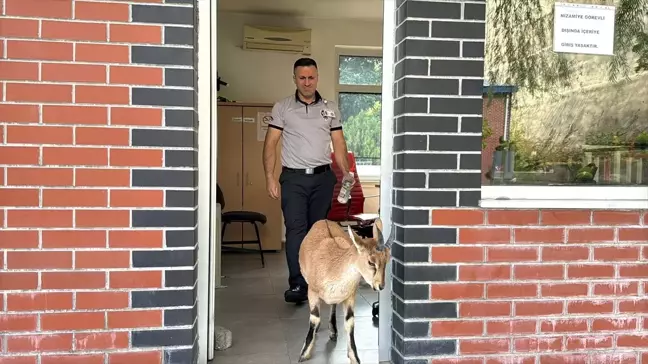 Elazığ'da Dağ Keçisi Yavrusuna Özel Bakım