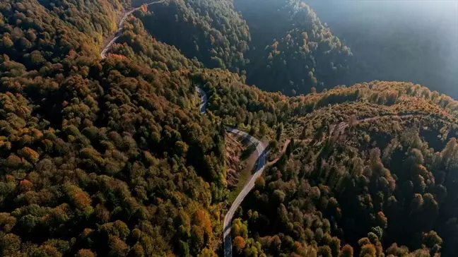 Çam Dağı'nda Sonbahar Renkleri