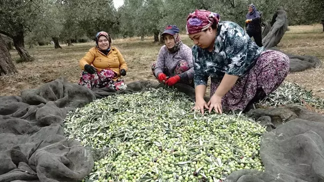 Zeytin Üreticileri Yağmur Bekliyor