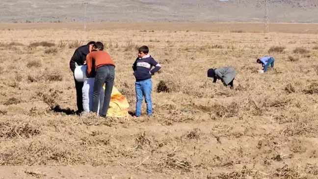 Çiftçi Patatesleri Bedava Dağıttı